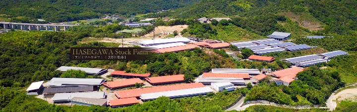 Hasegawa Farm in Tokushima Japan raising Awakuraushi cattle